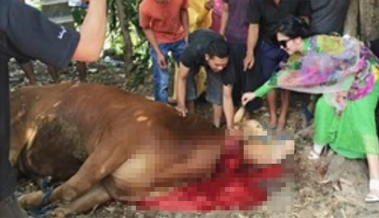  Syahrini berfoto dekat hewan kurban itu. Beberapa warga dan juru foto juga terlihat di lokasi peyembelihan. Ia tampak mengangkat rok panjangnya dan berjingkat-jingkat karena memakai sepatu jinjit. (Via Instagram/@princessyahrini)