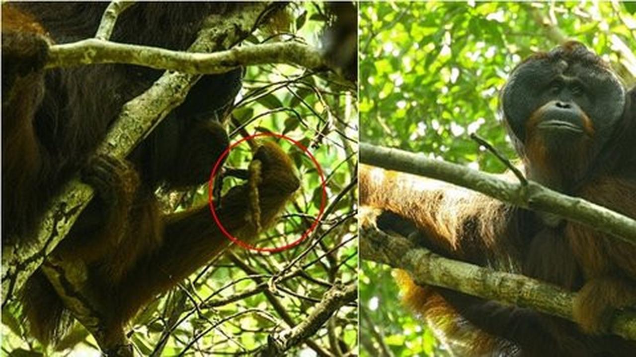 Ketahuan makan tupai, orangutan Indonesia berubah jadi predator?
