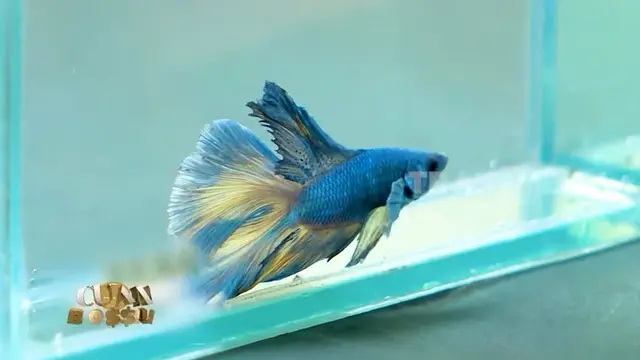 Reza Smash ternak ikan cupang