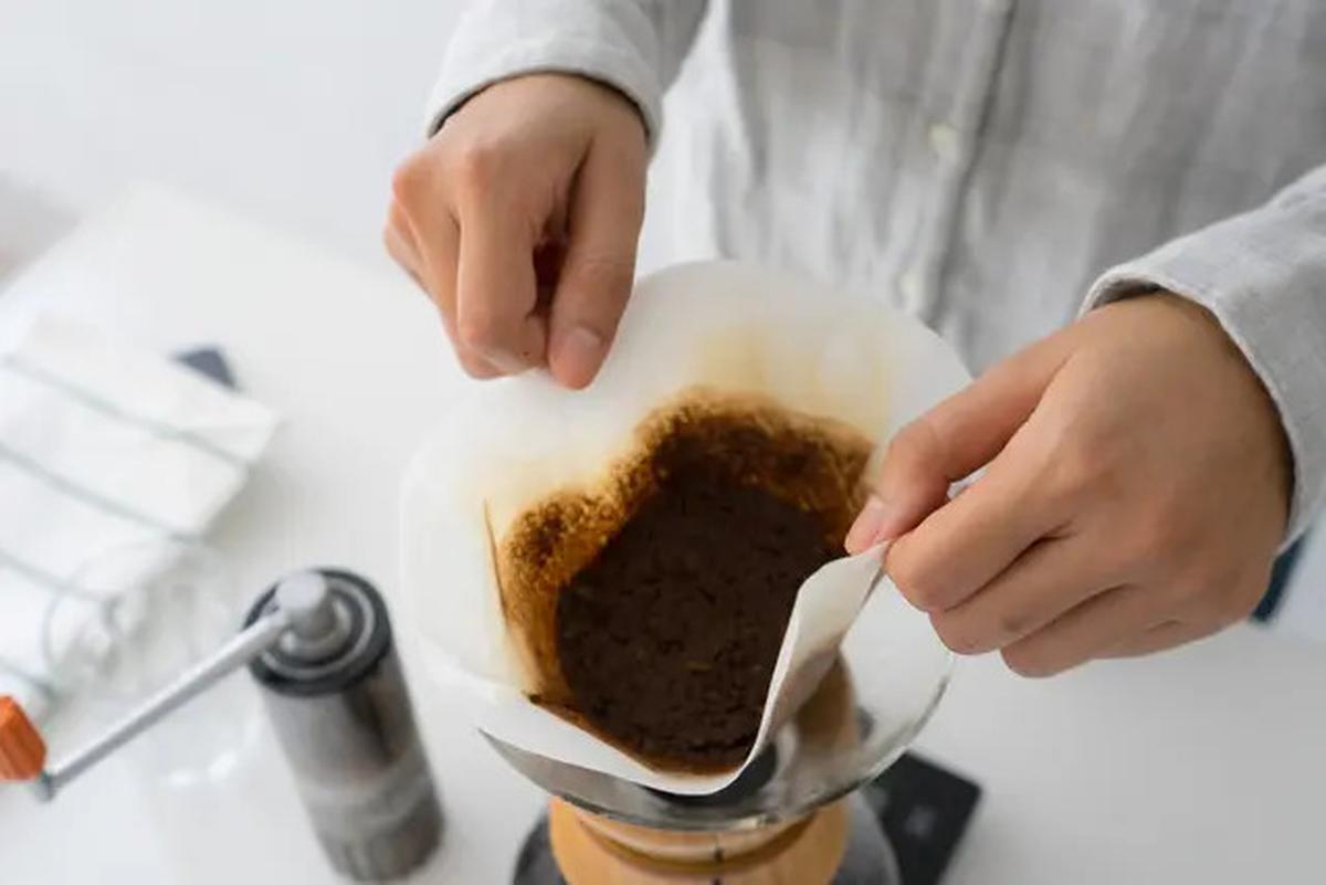 10 Cara Alami Usir Semut Tanpa Bahan Kimia, Langkah Mudah yang Bisa Dilakukan Sendiri