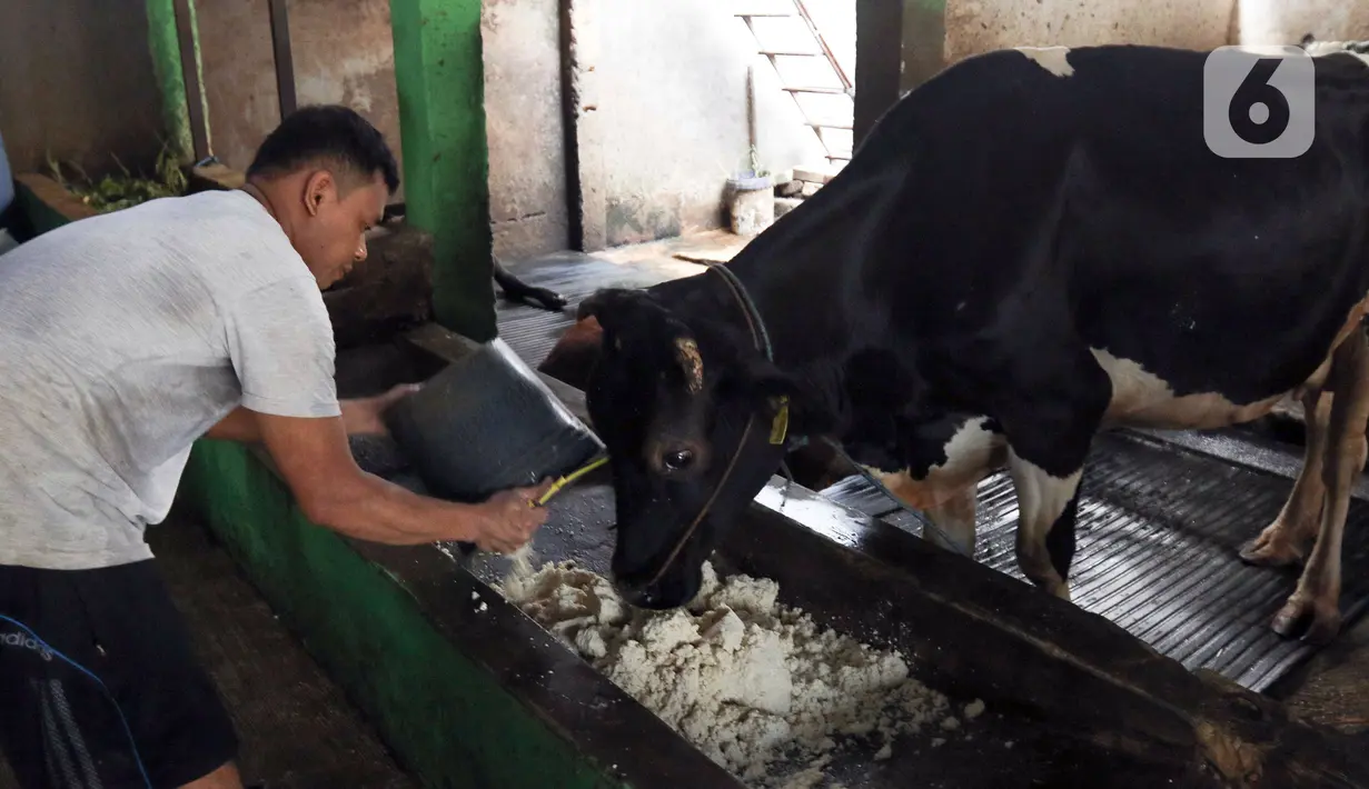 Pengolahan biogas tersebut didukung oleh dinas terkait untuk solusi limbah peternakan sapi. (Liputan6.com/Herman Zakharia)