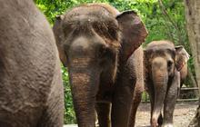 Bali Zoo Resmi Hentikan Atraksi Tunggang Gajah Demi Kesejahteraan Hewan