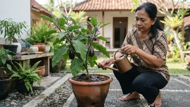 Menyiram Tanaman Terong di Pot