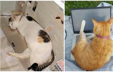 Kenapa Kucing Suka Duduk di Atas Laptop? Ternyata Ini Alasan Ilmiahnya