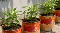 8 Barang Bekas yang Bisa Dipakai untuk Wadah Tanam Sayur, Sulap Rumah Jadi Hijau