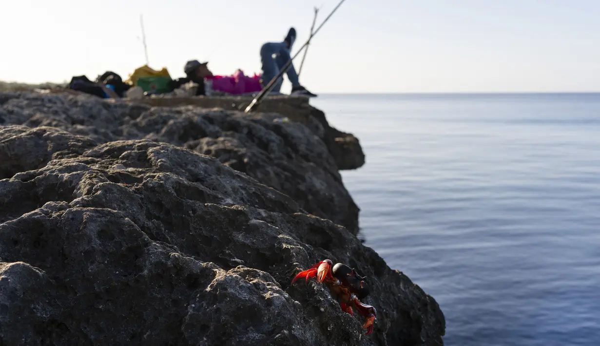 Seekor kepiting berjalan di atas batu karang setelah bertelur di laut sementara seorang nelayan beristirahat, Giron, Kuba, 10 April 2022. Jutaan kepiting muncul pada awal hujan musim semi dan memulai perjalanan ke perairan Teluk Babi untuk bertelur dalam migrasi tahunan. (AP Photo/Ramon Espinosa)