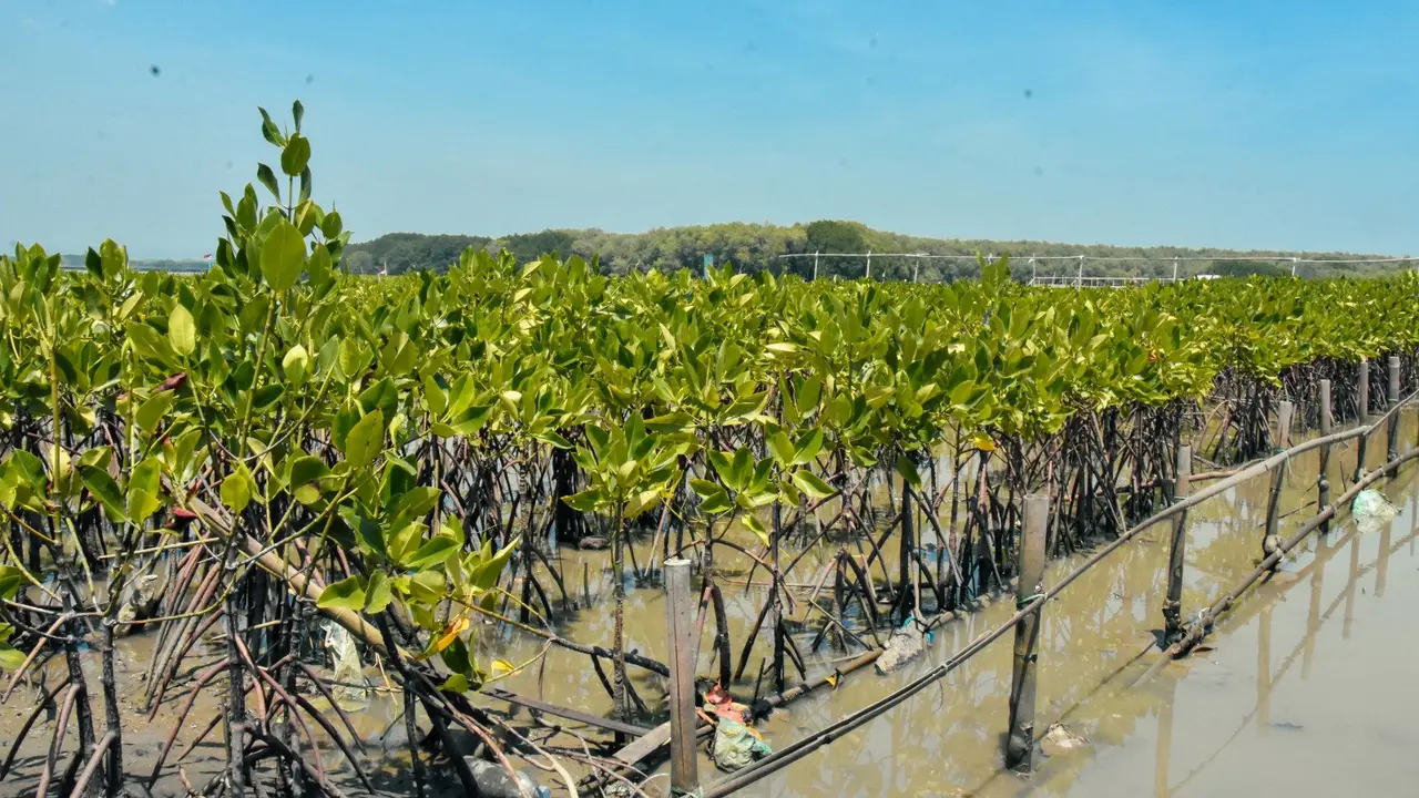 Dukung Dekarbonisasi, Ribuan Mangrove dan Pohon Ditanam