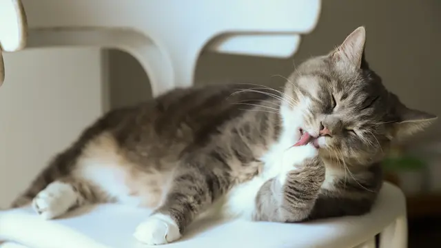 Ilustrasi kucing hamil