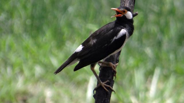 Ilustrasi burung jalak