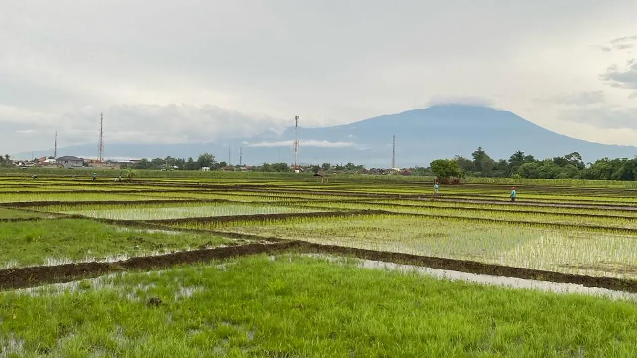 1.000 Ha Sawah di Demak Terendam Banjir, Kementan Kembali Ingatkan Pentingnya AUTP