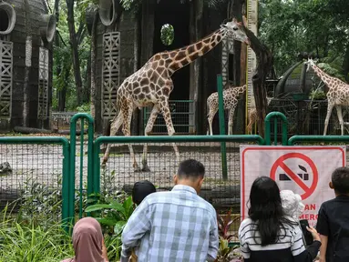 Pengunjung menyaksikan satwa di Kebun Binatang Ragunan, Jakarta, Selasa (1/4/2025). (merdeka.com/Arie Basuki)