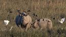 Burung terbang di sekitar satu badak bercula di suaka margasatwa Pobitora, pinggiran Gauhati, India, Selasa (10/11/2020). Suaka yang terkenal dengan populasi badak bercula satu di India tersebut dibuka kembali setelah ditutup selama lebih dari 6 bulan akibat pandemi corona. (AP Photo/Anupam Nath)