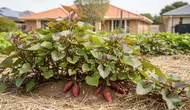 Cara Merawat Sulur Ubi Jalar agar Umbi Berkembang Optimal
