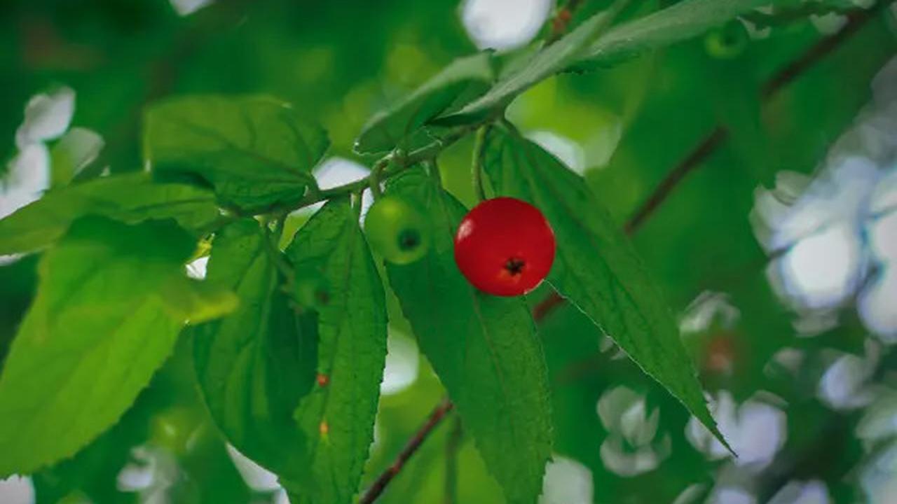 Coba Resep Daun Ini untuk Turunkan Kolesterol Secara Alami