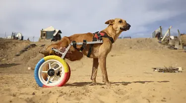 Lucy berjalan dengan kursi roda barunya di penampungan Sulala Society for Animal Care di Kota Gaza, 16 Desember 2021. Penampungan hewan di Jalur Gaza menggunakan roda mobil mainan dan sepeda anak-anak untuk membuat perangkat mobilitas bagi kucing dan anjing yang cacat. (MOHAMMED ABED/AFP)