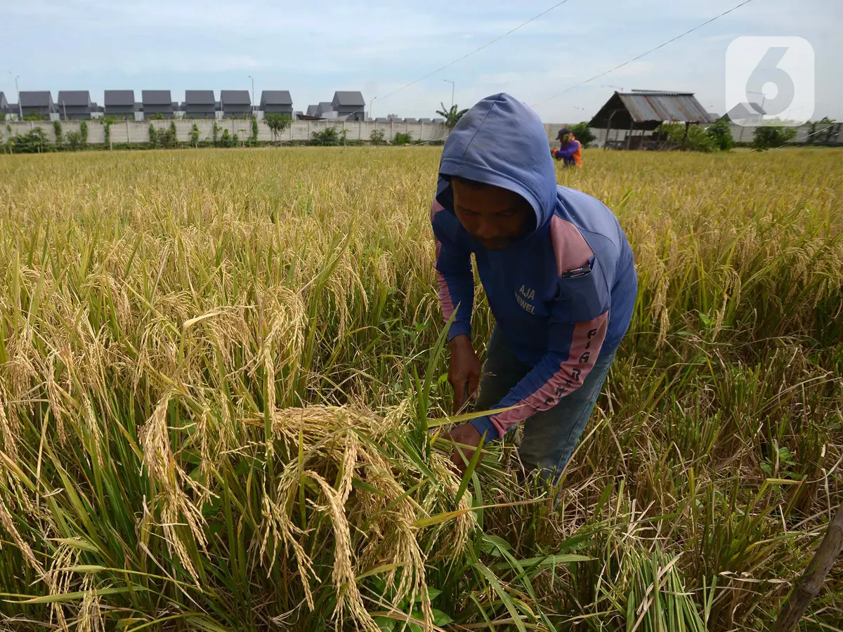 Pertanian Berkelanjutan Bawa Produktivitas Petani RI Melesat - Bisnis  Liputan6.com