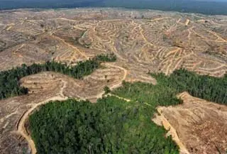Kawasan penebangan hutan di Jambi, Sumatera. Indonesia dan Australia membentuk Kemitraan Karbon Hutan Sumatera guna mengurangi emisi gas rumah kaca akibat deforestasi dan degradasi hutan.(Antara)
