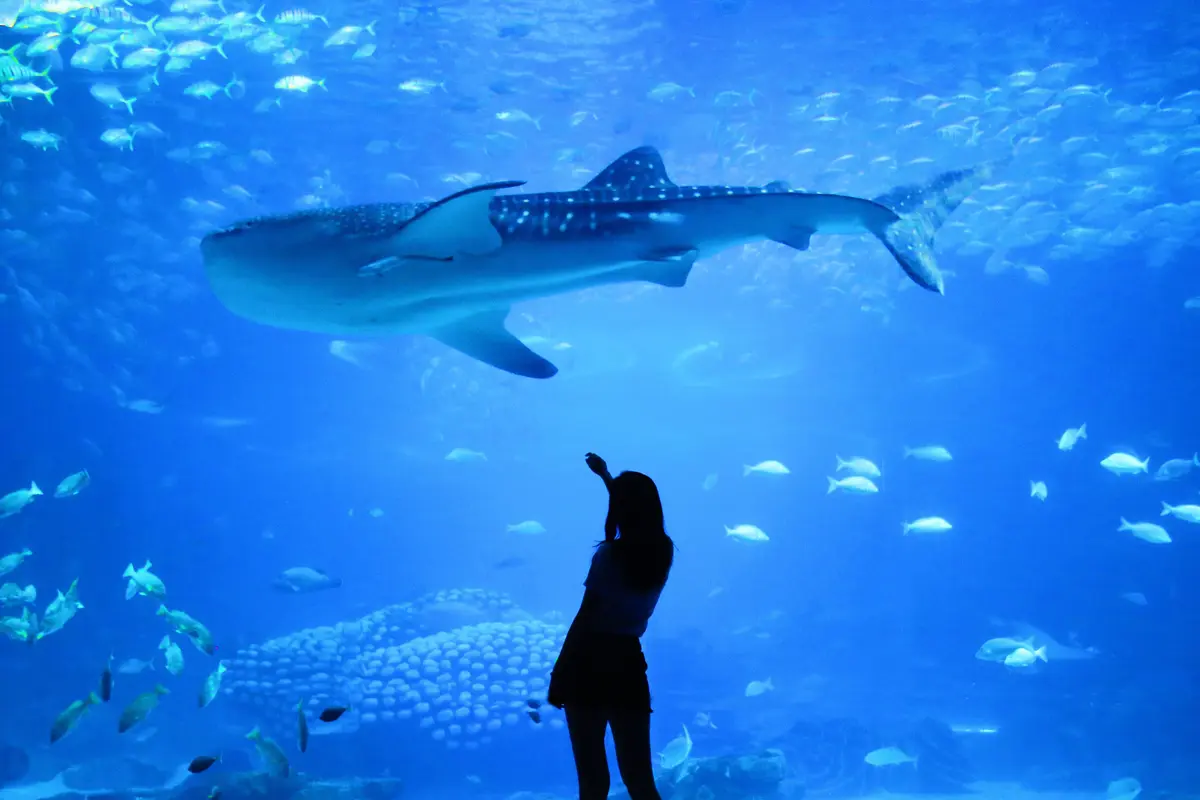 ikan
