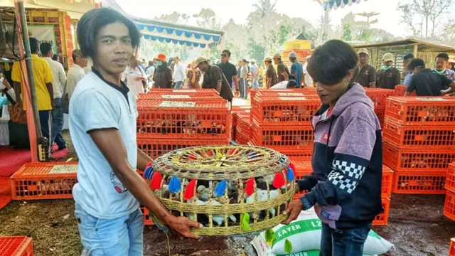 Lewat Beternak Ayam, Kementan Ingin Entaskan Kemiskinan Jember