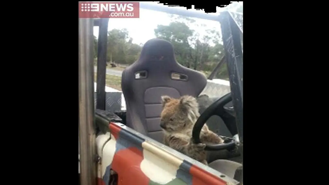 Koala Menyetir Mobil