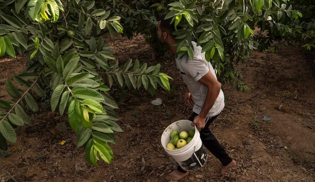 Petani Palestina memetik jambu biji pada awal musim panen tahunan di Khan Younis, Jalur Gaza Selatan, Rabu (7/9/2022). Jalur Gaza, Palestina memiliki lahan yang subur untuk ditanami buah-buahan seperti jambu biji. (AP Photo/Fatima Shbair)