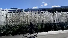 Seorang wanita melewati pohon apel beku yang ditutupi dengan es di dekat Bressanone, South Tyrol, Italia (8/4/2021). Petani apel melindungi bunga apel yang mekar dari pembekuan selama suhu rendah malam dengan membekukannya dengan sistem sprinkler di atas pohon. (AP Photo/Matthias Schrader)