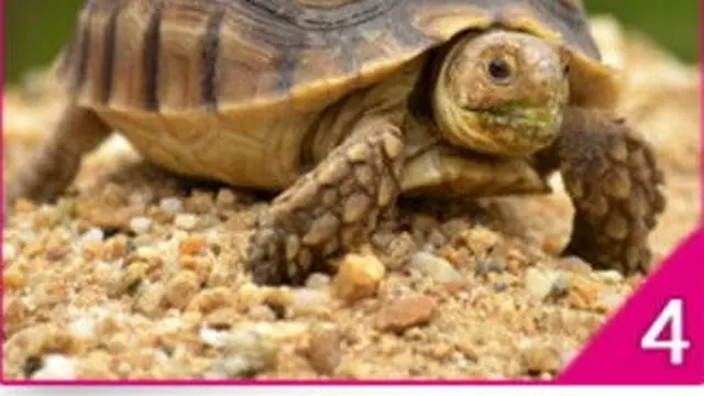 Hewan Mana yang Akan Kamu Adopsi? Pilihanmu Dapat Ungkap Keadaan Emosional