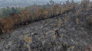 Kebakaran Hutan Terus Meluas di Kalimantan Barat