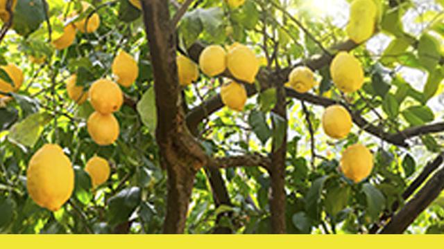 Cara Menanam Lemon di Pekarangan Rumah