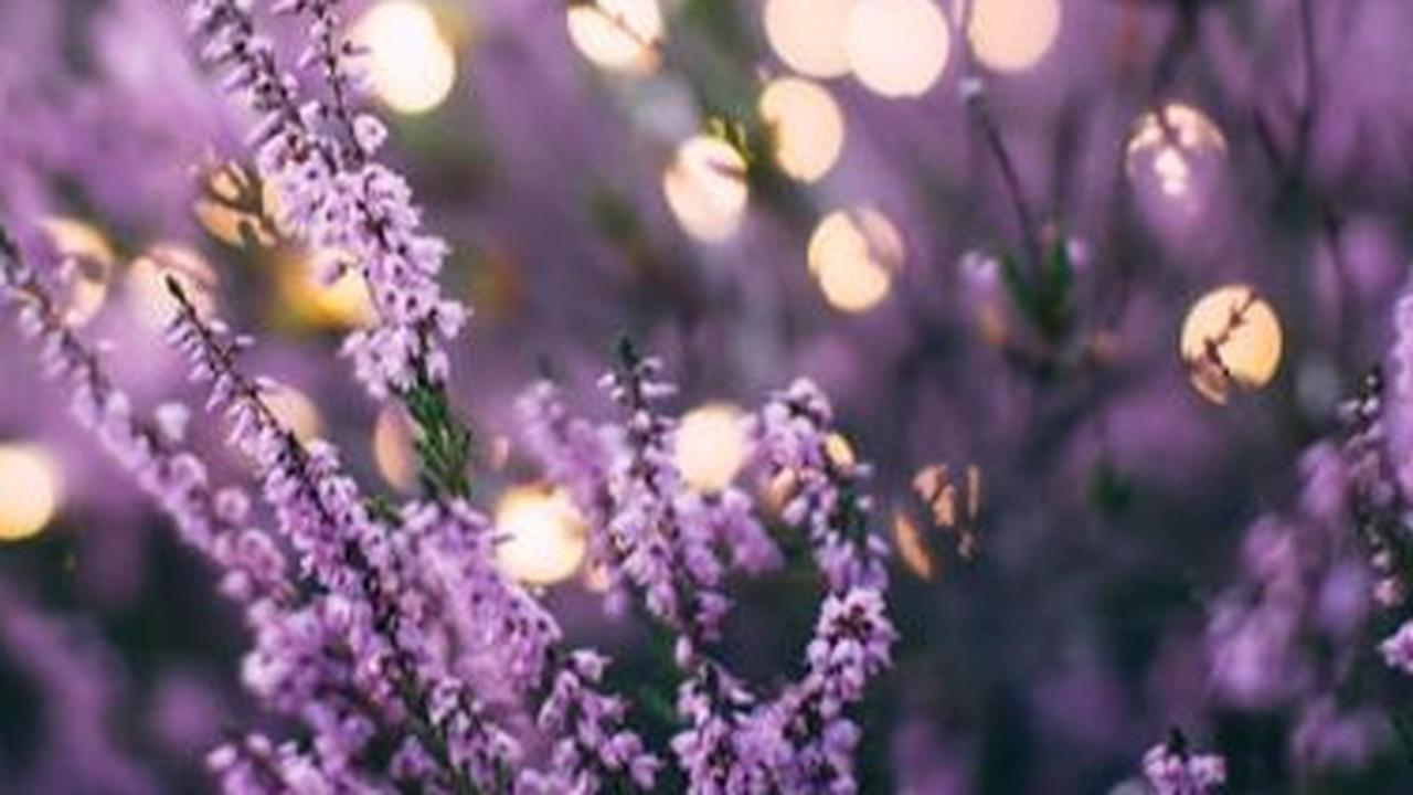 Lavender