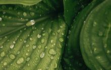 Fungsi Stomata Pada Daun, Bantu Proses Fotosintesis