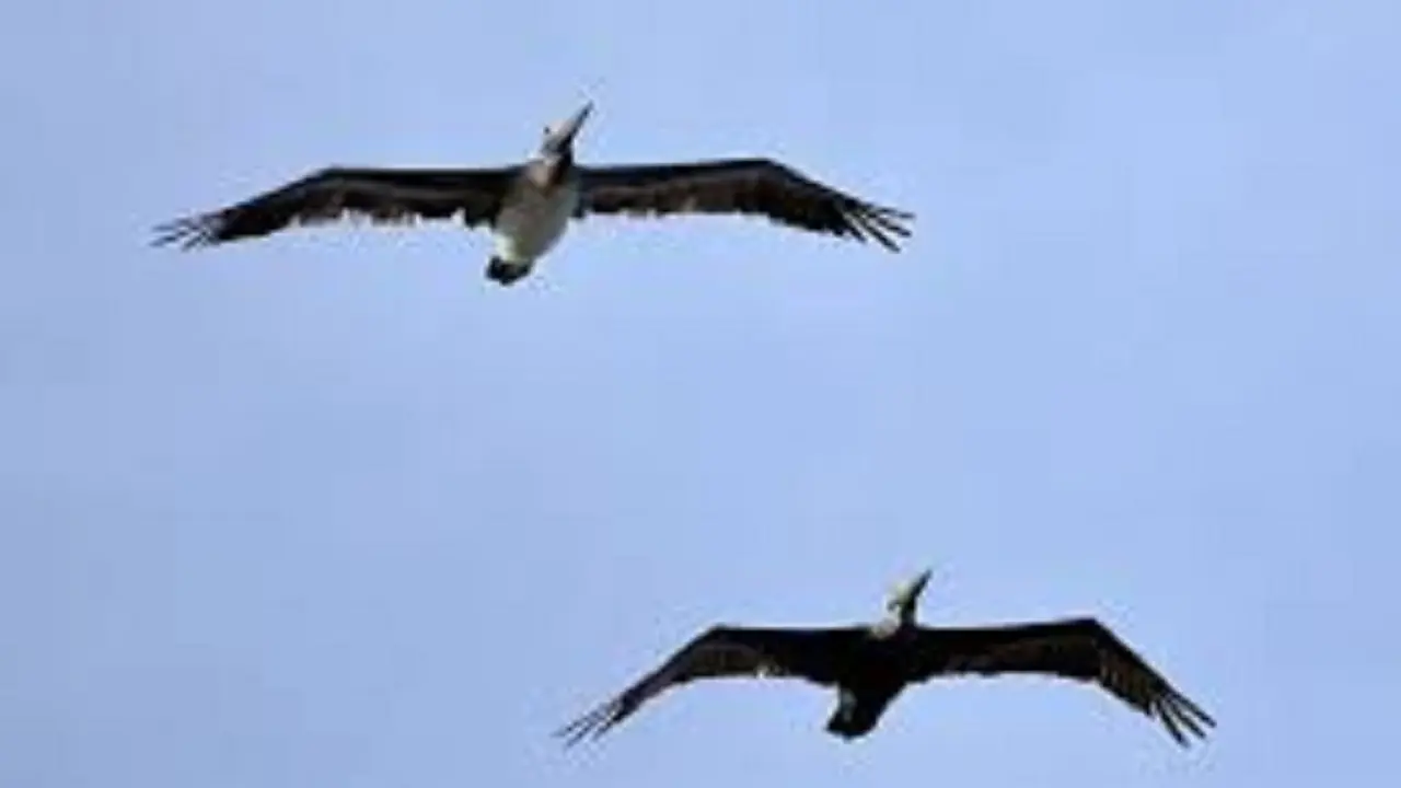 Gara-gara Obat Pencuci Perut, Burung Ini Bikin Heboh