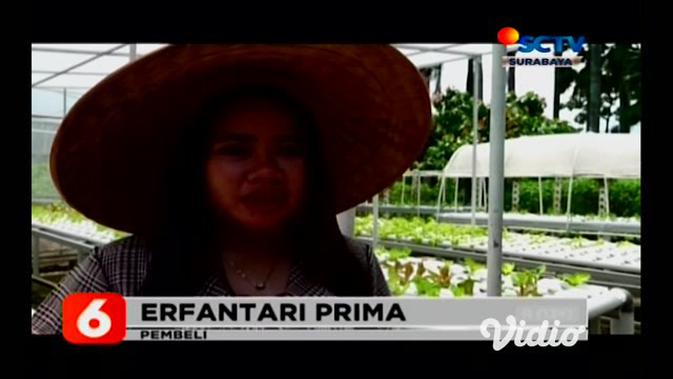 Video Permintaan Sayur Organik Dari Kebun Hidroponik Sukorambi
