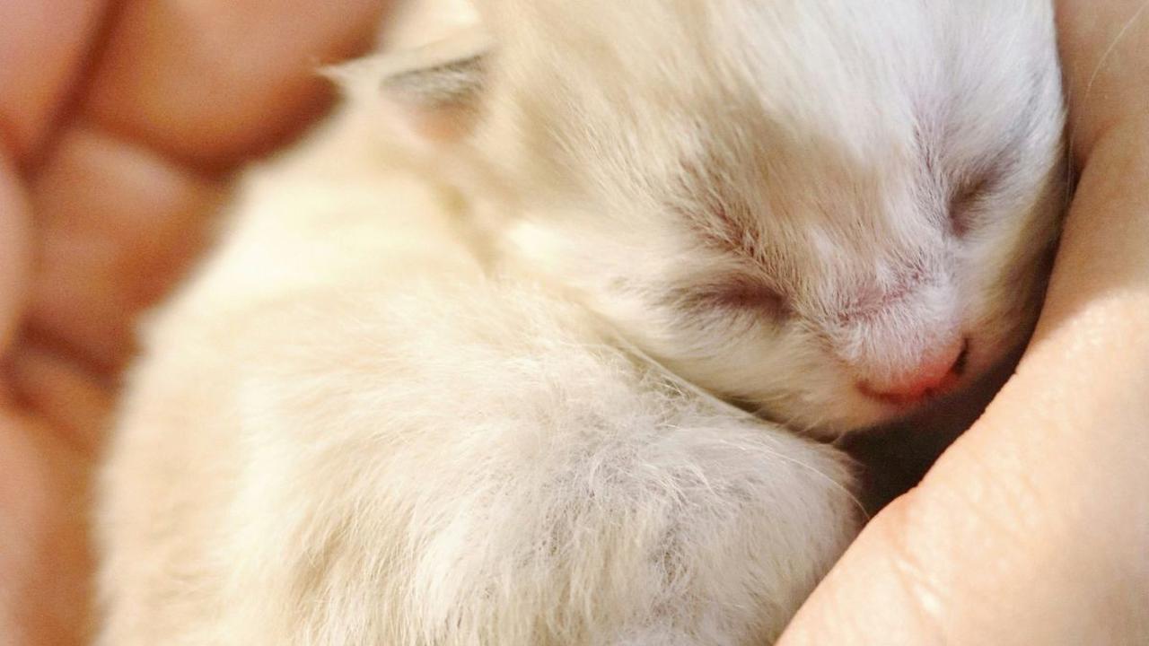 <b>Makanan Anak Kucing Baru Lahir Selain Susu</b>