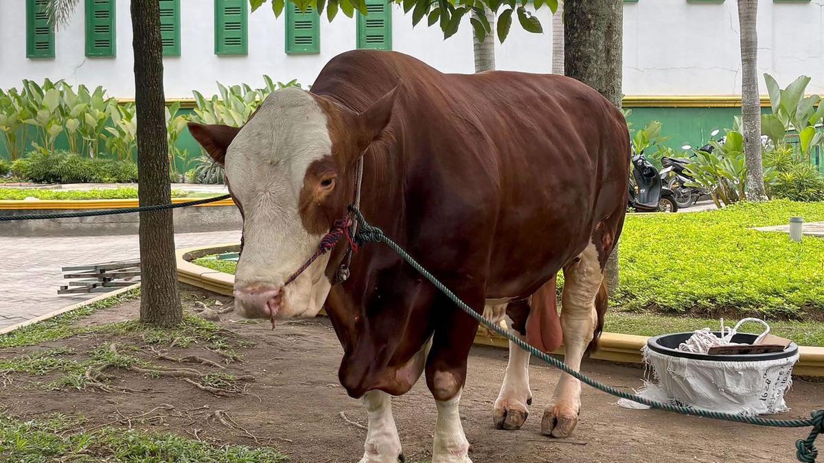 Penampakan Sapi Kurban Prabowo Subianto untuk Sumut, Berbobot 800 hingga 1.000 Kg