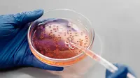 Teh krisan mengandung antibakteri serta antimikroba yang dapat menghambat pertumbuhan dan perkembangan bakteri-bakteri serta mikroorganisme dalam tubuh. (Foto: Pexels.com/Edward Jenner)