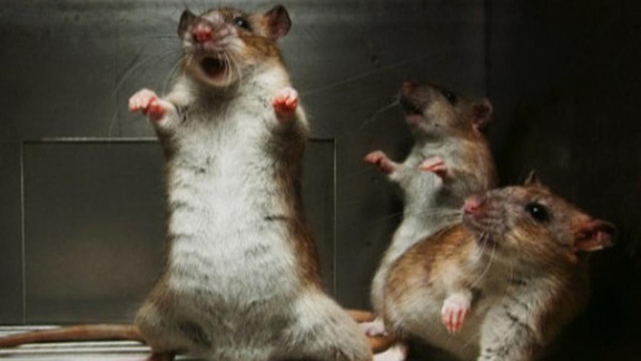 Ilustrasi tikus di rumah. Foto: Homeremedyhacks