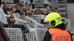 Seorang petugas damkar berdiri diantara ayam yang lepas dari truk di jalan raya A1 di Asten dekat Linz, Austria (4/7). Akibat kecelakaan truk unggas ini ratusan ayam lepas dari tempatnya. (AFP Photo/APA/FOTOKERSCHI.AT/KERSCHBAUMMAYR)