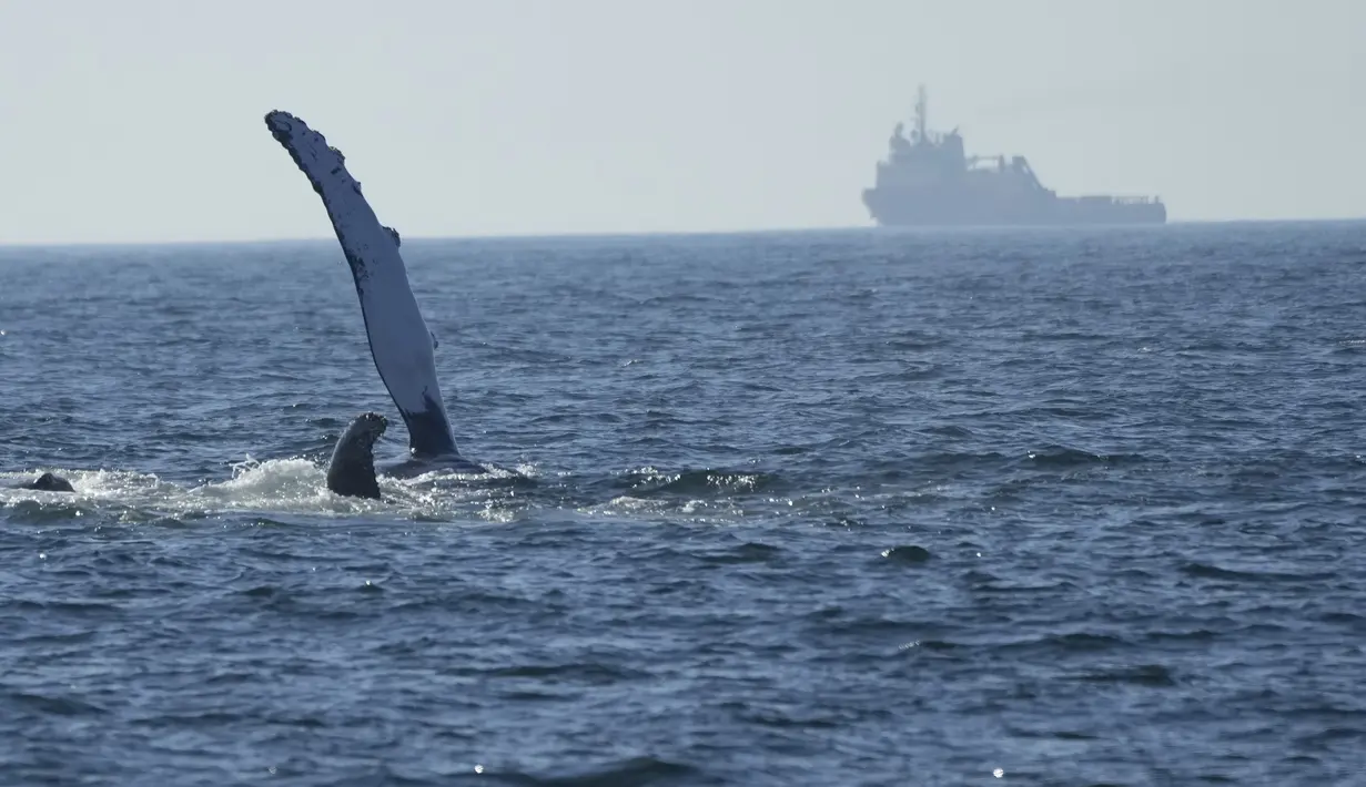 Mamalia laut tersebut mencari perairan hangat untuk berkembang biak dan melahirkan bayi mereka.  (AP Photo/Silvia Izquierdo)