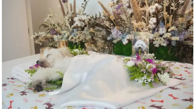 Foto anjing pudel dari kliennya Yang Loo, akan di kremasi menggunakan aquamation (Source: Tangkapan layar dari website channelnewsasia.com)