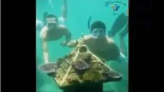 I Wayan Patut merintis terumbu karang asuh.