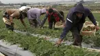 Petani Palestina memetik stroberi di kebun keluarga mereka, di Beit Lahiya, Jalur Gaza utara, Selasa (28/12/2021). Tidak semua tanah di Gaza bagus untuk ditanami stroberi, hanya di wilayah utara saja yang bagus untuk ditanami buah dan sayur. (AP Photo/Adel Hana)