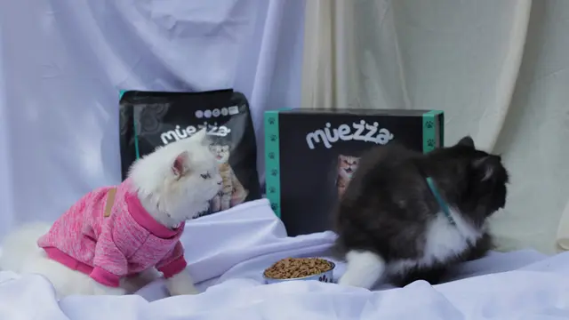 Less Drama! Begini Cara Adopsi Kucing yang Cocok dengan Kepribadianmu