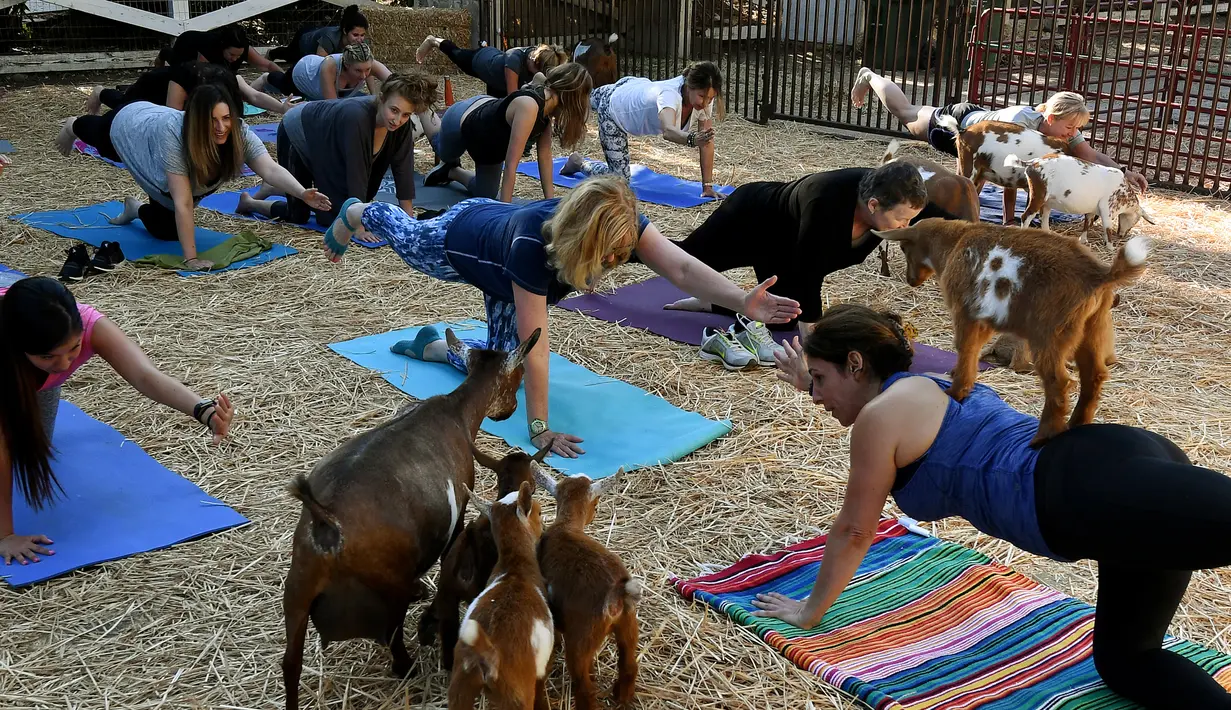 Sejumlah kambing mengelilingi peserta saat melakukan gerakan Yoga di Thousand Oaks, California (4/6). Kambing-kambing ini terkadang juga menjilati wajah, hingga tidur bersama peserta di atas matras. (AFP Photo/Mark Ralston)