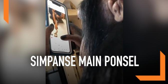 VIDEO: Tingkah Simpanse Lagi Main Ponsel Ini Lucu Banget