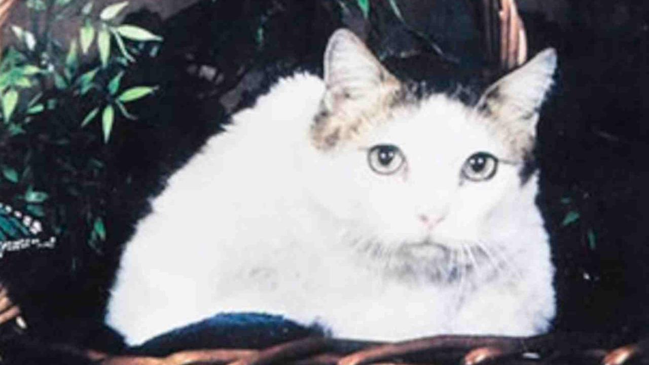 Kucing Tertua di Dunia Pernah Hidup Selama 38 Tahun, Tiga Kali Lipat dari Usia Normalnya
