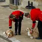 Dua anjing corgi milik Ratu Elizabeth II di pemakaman sang majikan, Senin 19 September 2022. (Foto: Peter Nicholls/Pool Photo via AP)