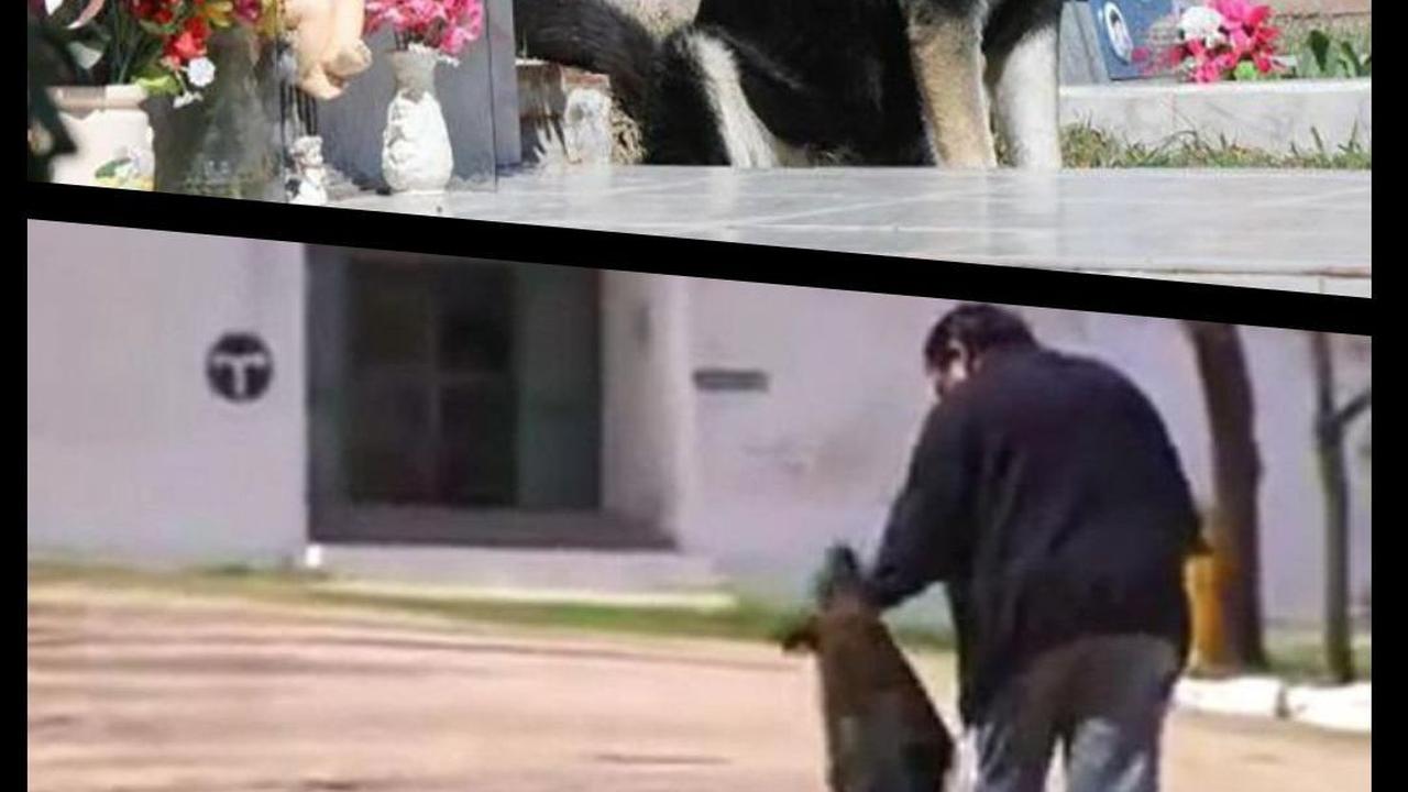 8 Anjing Setia seperti Hachiko, Tunggu Majikan yang Meninggal Bertahun-Tahun