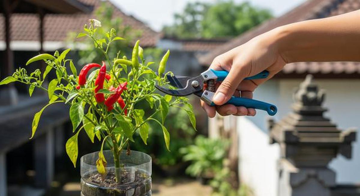 7 Cara Menanam Cabai Subur di Botol Plastik, Panen Banyak Meski Lahan Terbatas (Foto: Gemini AI)