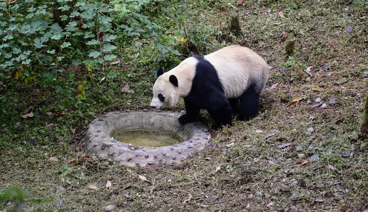 Tingkah panda raksasa bernama Bei Bei pada hari pertama berada dalam kandangnya di Bifengxia Panda Base di Yaan, Provinsi Sichuan, China, Kamis (21/11/2019). Bei Bei menaiki jet pribadi Boeing 777F saat diterbangkan dari Amerika Serikat ke China. (STR/AFP)